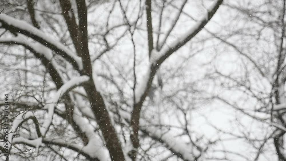 Beautiful winter landscape. Close-up of falling snowflakes. Slow motion Beautiful winter landscape. Close-up of falling snowflakes. Slow motion