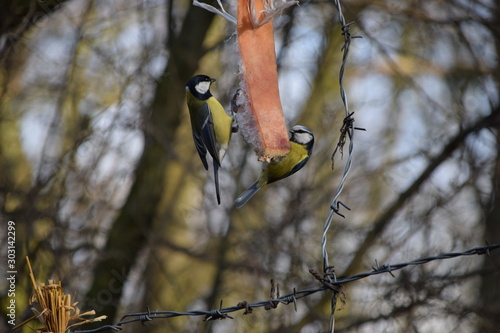 Sikorki na kawałku słoniny