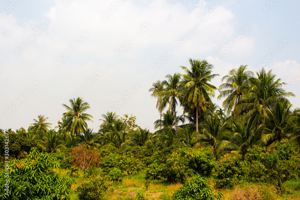 Coconut palm trees, beautiful tropical background