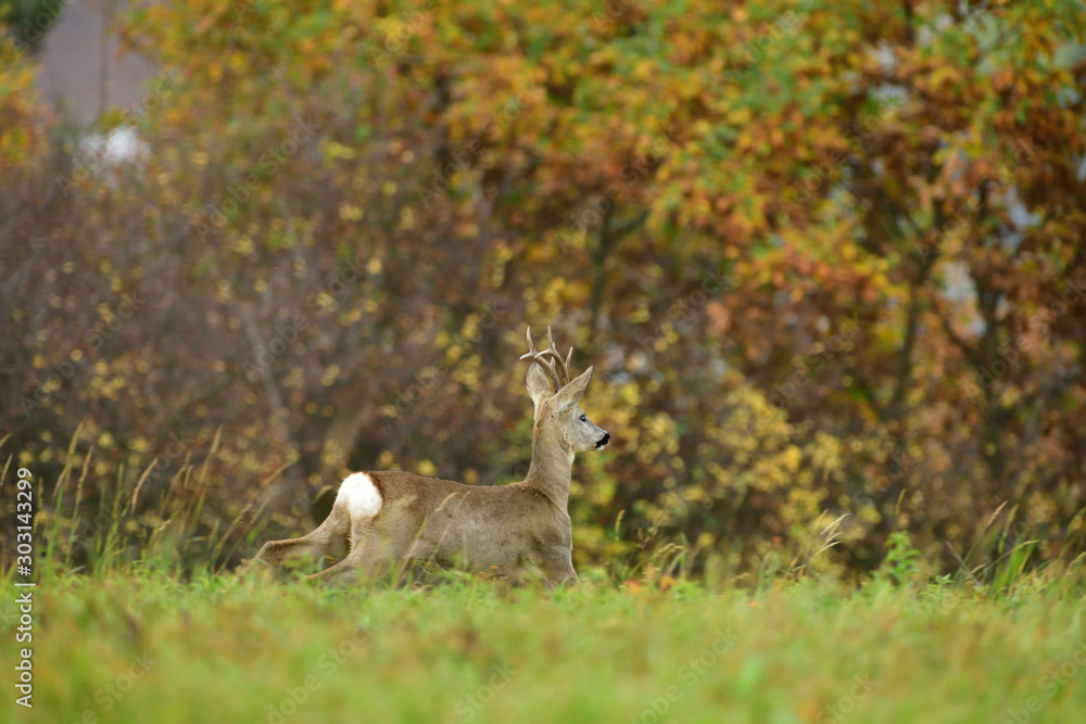 Roe deer jumping on a meadow in the background colorful autumn trees Roe deer jumping on a meadow in the background colorful autumn trees