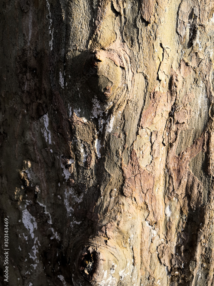 Light brown tree bark closeup background. Macro crust tree. Light brown tree bark closeup background. Macro crust tree.
