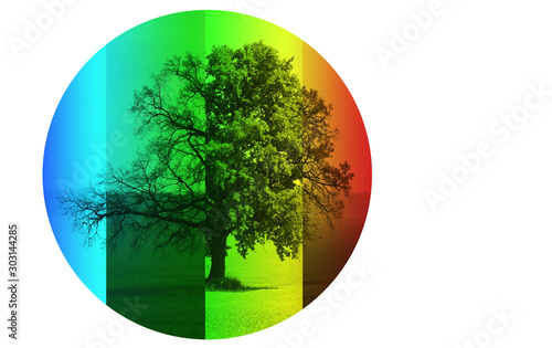 Abstract image of lonely tree in winter without leaves on snow  in spring without leaves on grass  in summer on grass with green foliage and autumn with red-yellow leaves as symbol of four seasons