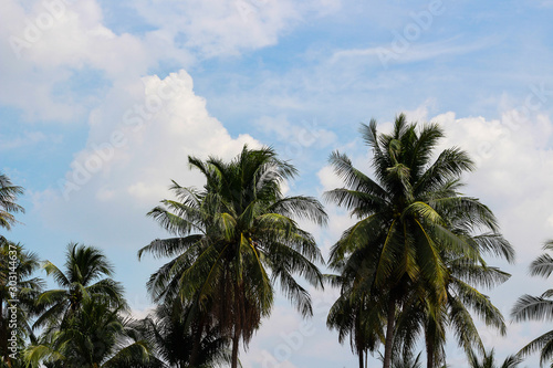 Coconut palm trees  beautiful tropical background