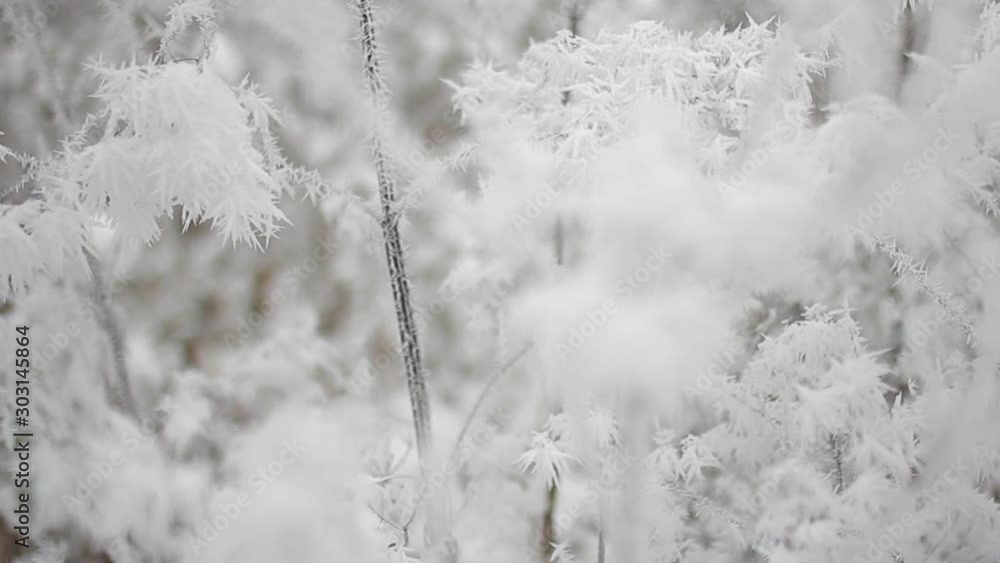 Snow, humid air and light frost create unique patterns on trees, snow-covered plants and fences._12 Snow, humid air and light frost create unique patterns on trees, snow-covered plants and fences._12