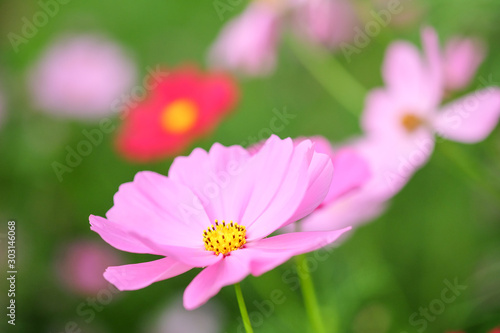 cosmos flower