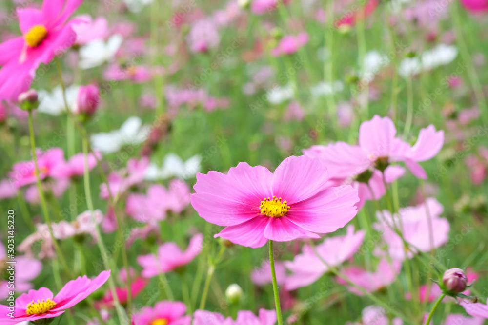 cosmos flower cosmos flower