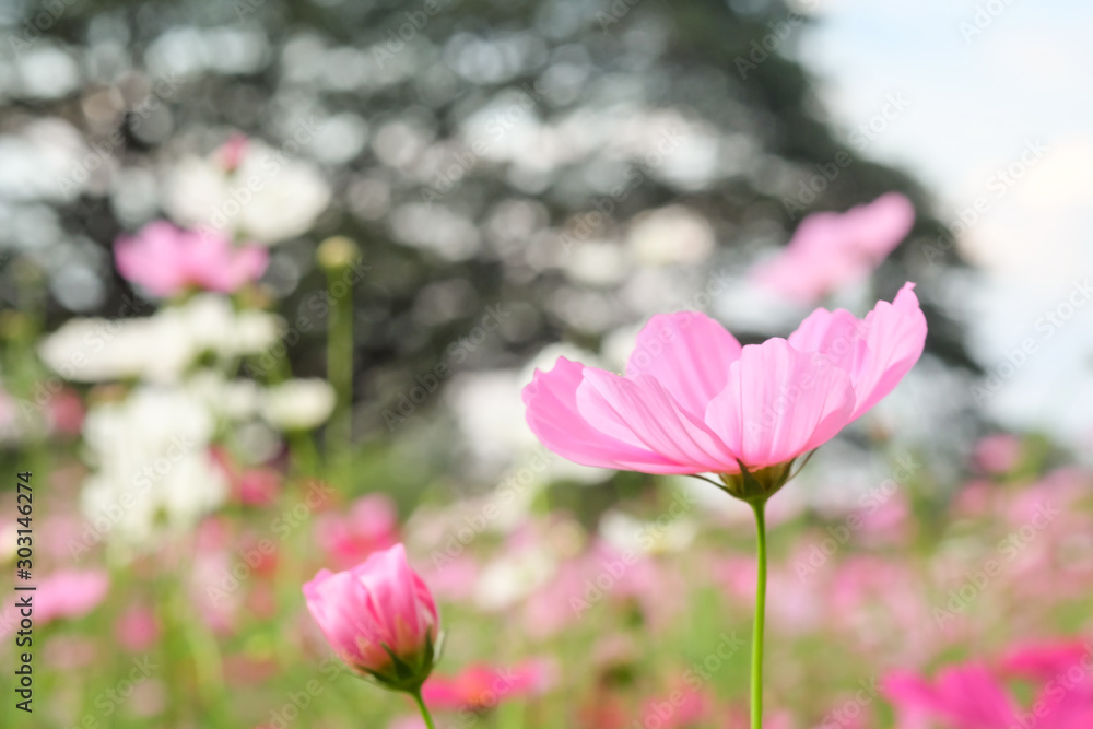 cosmos flower cosmos flower