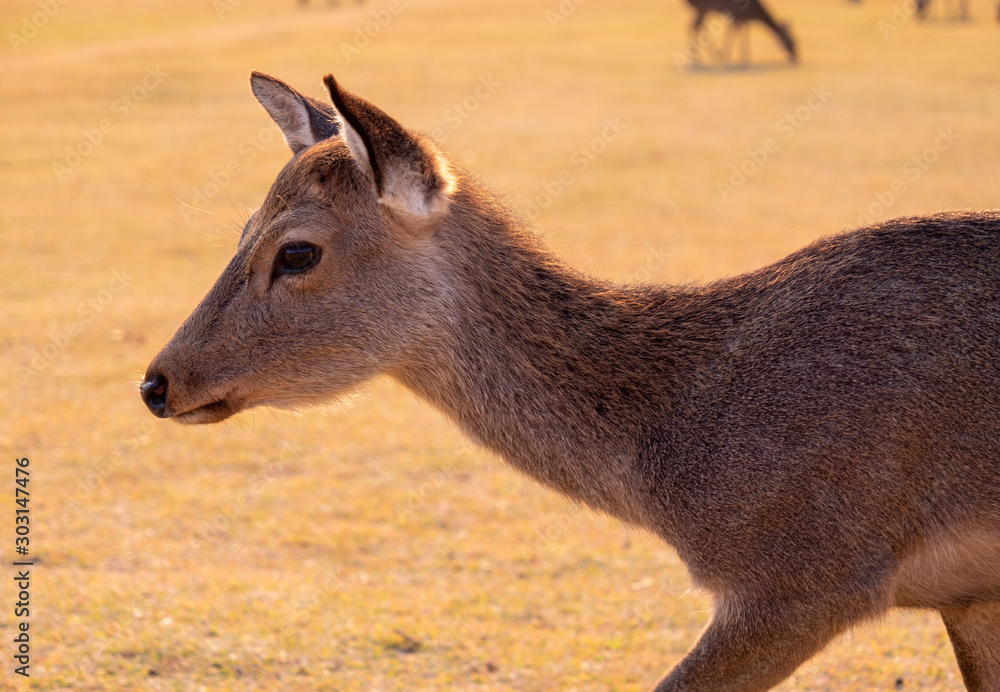 Fototapeta premium シカ 奈良 夕焼け 秋