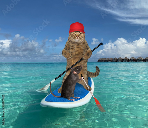 фотографія The beige cat in a red cap and the black rat are paddling on a stand up paddle board in the sea near the tropical beach of Maldives together