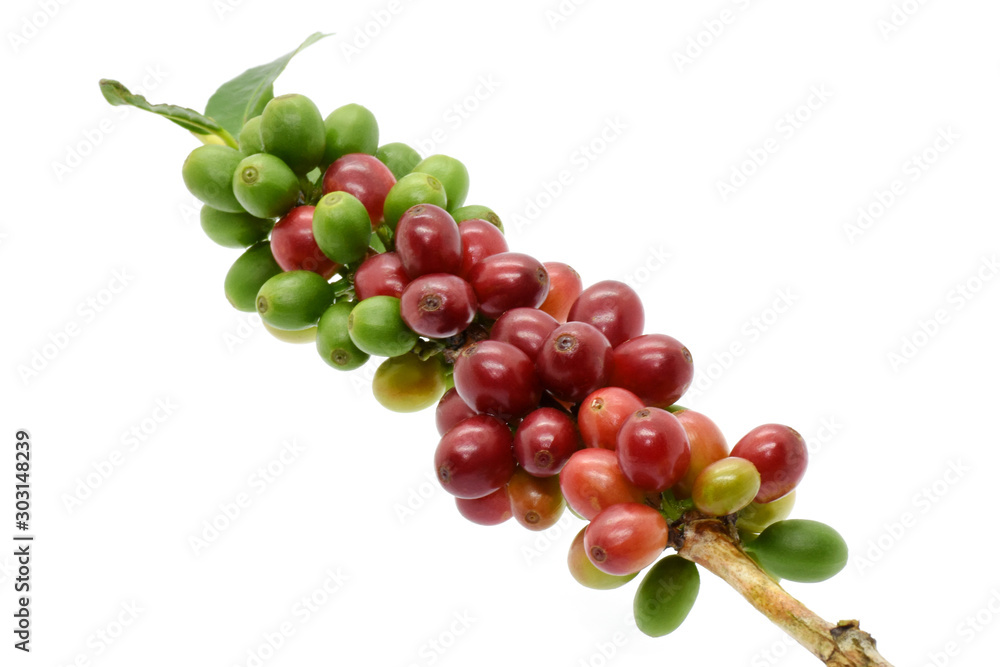 Coffee berry red green on tree coffee and on white background.