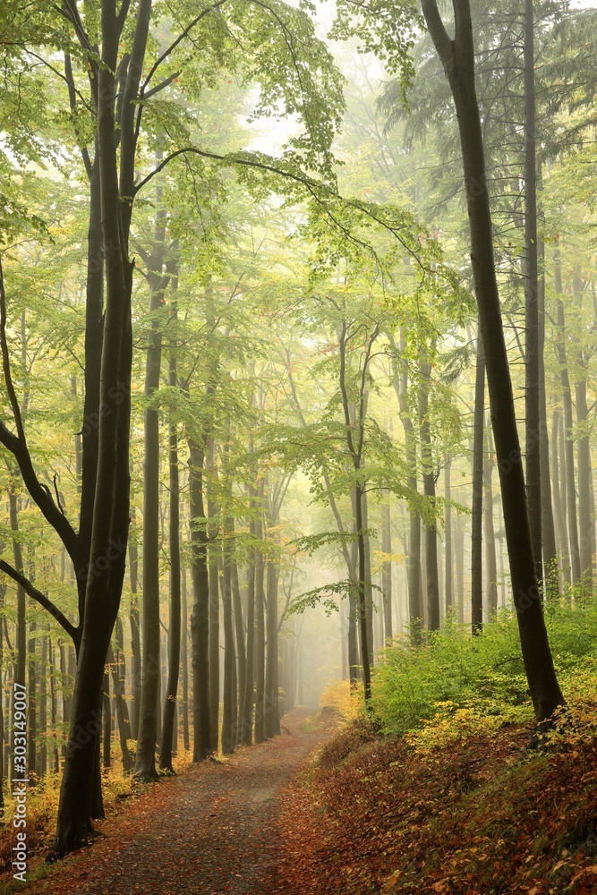 Mountain trail through the autumn beech forest in foggy weather