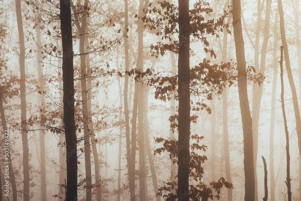 Misty forest with dense fog. Misty forest with dense fog.