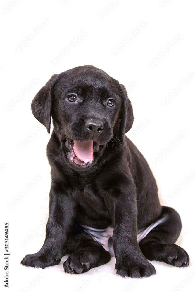 Labrador puppy yawns isolate on a white background