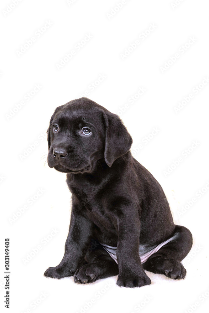 Labrador puppy sits isolated on a white background