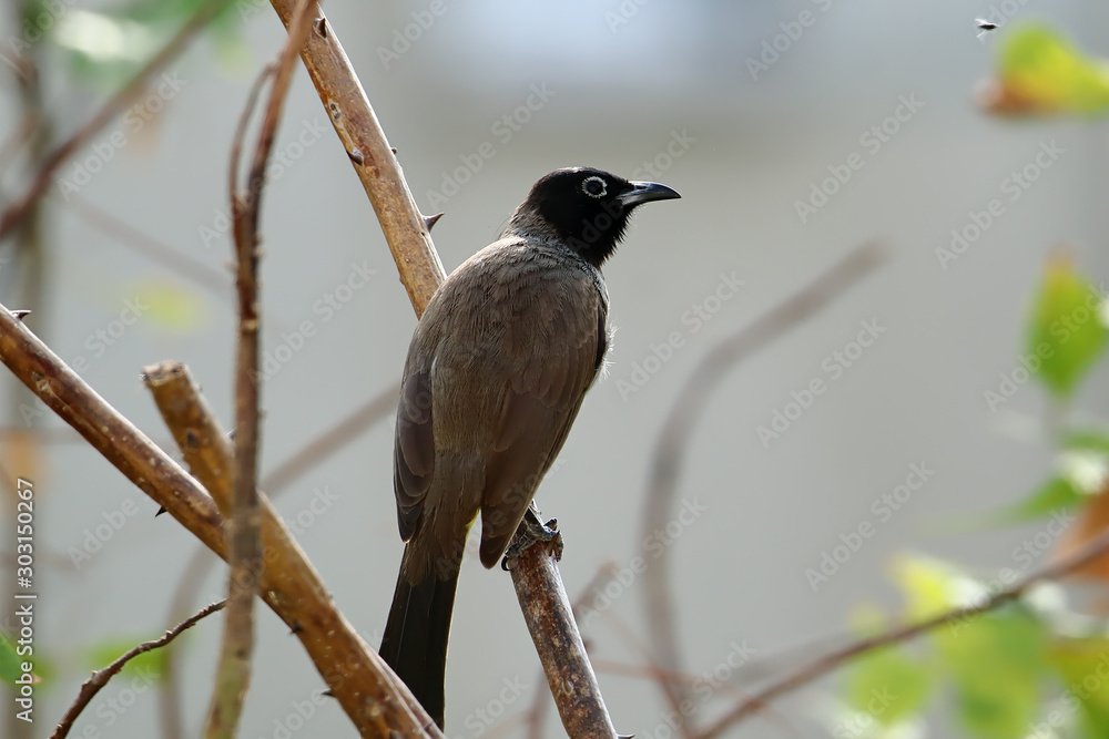 Obraz premium A white-spectacled bulbul (Pycnonotus xanthopygos) perched on a flame of the forest (Butea monosperma) tree branch. 