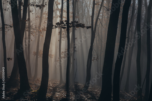 Misty forest with dense fog. 