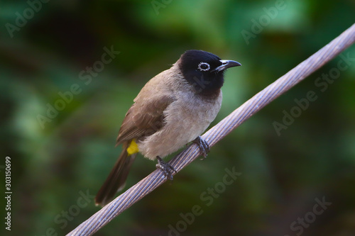 Obraz na plátně A white-spectacled bulbul (Pycnonotus xanthopygos) perched on an electric wire