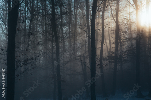 Misty forest with dense fog.  © belyaaa