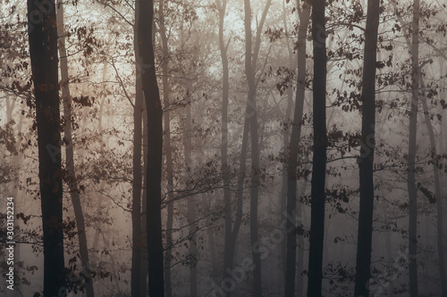 Fototapeta Naklejka Na Ścianę i Meble -  Misty forest with dense fog. 