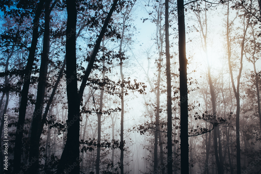 Misty forest with dense fog. Misty forest with dense fog.