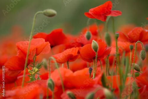Close up of red poppy flowers in a field (Papaver rhoeas)