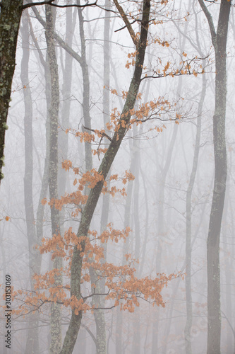 Misty forest with dense fog. © belyaaa