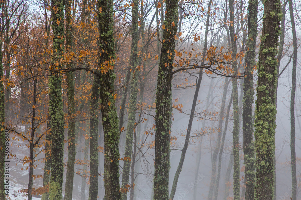 Fototapeta premium Misty forest with dense fog.
