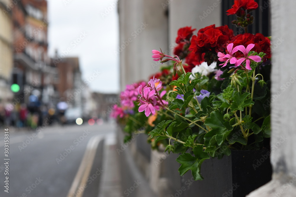 flowers on city street flowers on city street