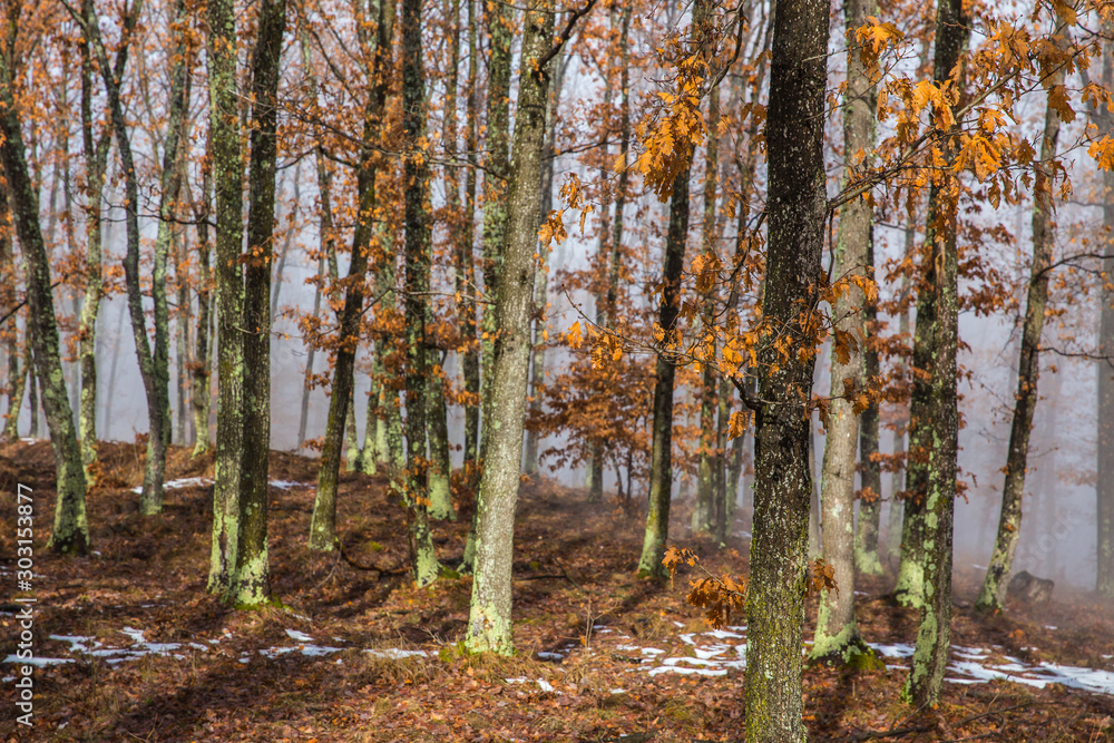 Misty forest with dense fog. Misty forest with dense fog.