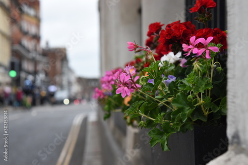 flowers on city street