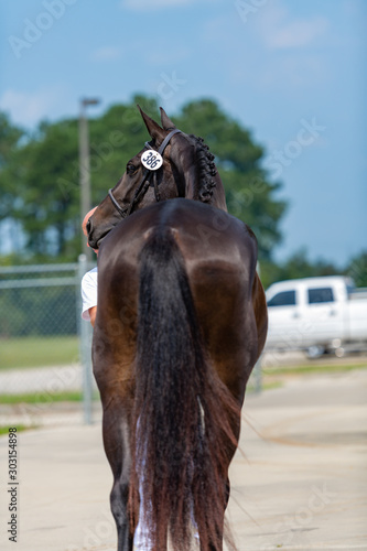 Fotografie Horse Profile