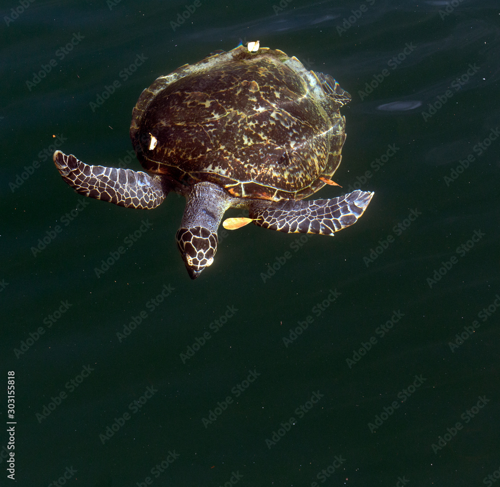 Obraz premium One caretta turtle swimming