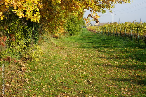 Idyllischer, sonniger Feldweg entlang eines Weingartens photo