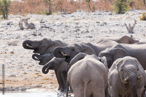 Photo of african elephants herd