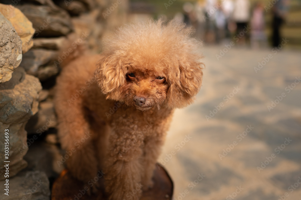 Brown poodle puppy in China Brown poodle puppy in China