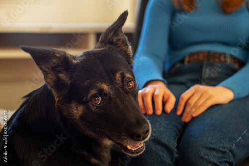 A guide dog sits near a woman and looks into the camera.