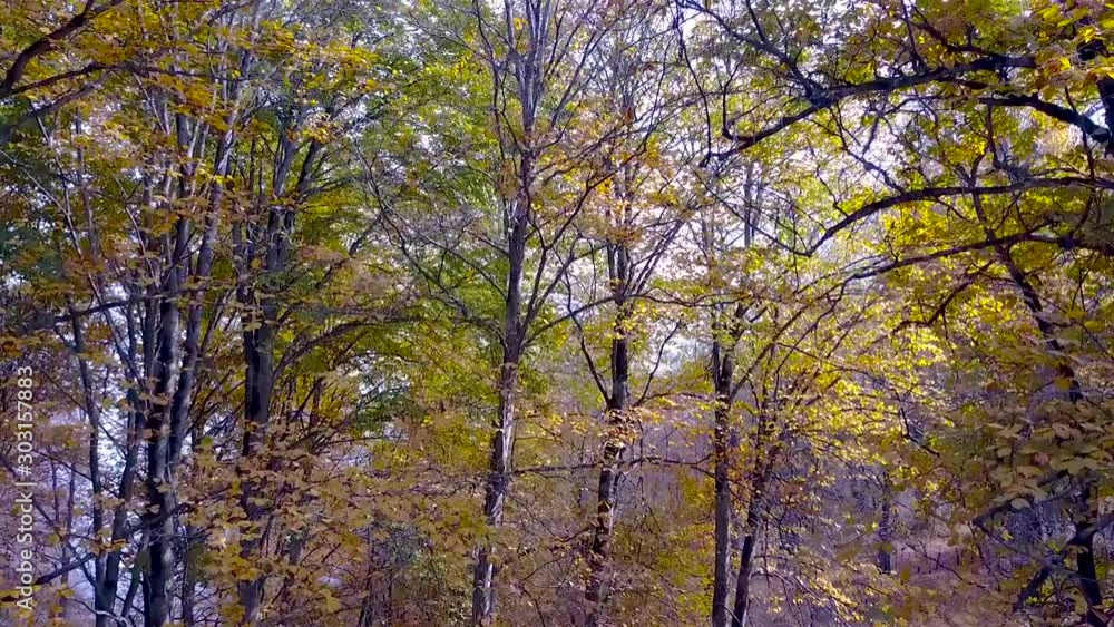 Going up from the forest ground to the sky in autumn with orange green leaves tree. Going up from the forest ground to the sky in autumn with orange green leaves tree.