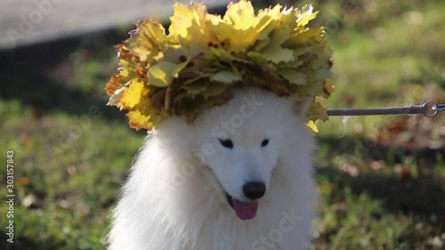White dog with a bouquet of leaves on his head A wreath of autumn leaves on head of a large white sabaki husky photo