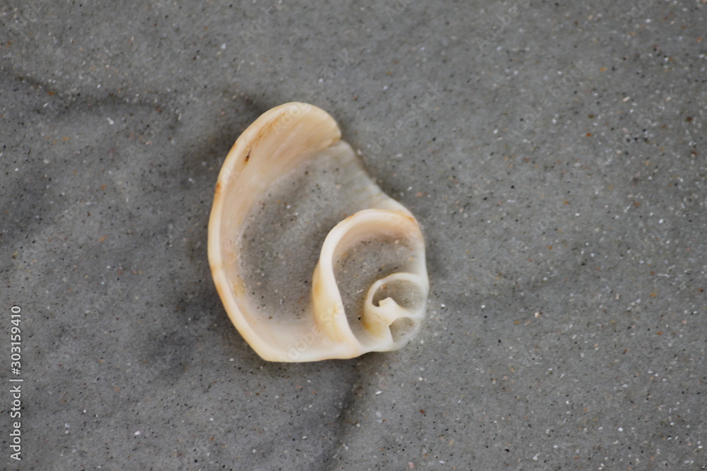 Canvas-taulu shell on the beach