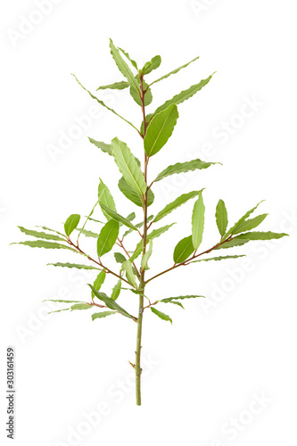 Fresh  Laurus nobilis  Bay Leaves branch isolated on white background