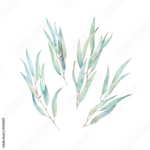 Watercolor greenery set. Hand drawn illustration with isolated eucalyptus branch on white background