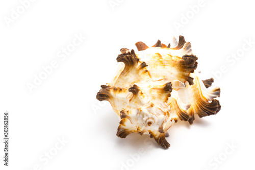 Seashell on a white background. close up