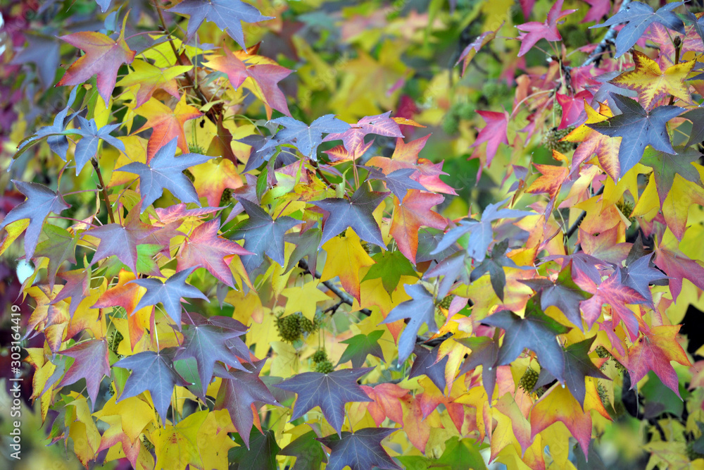 Foglie di vari colori in un bosco , autunno e cambiamento di stagione Foglie di vari colori in un bosco , autunno e cambiamento di stagione