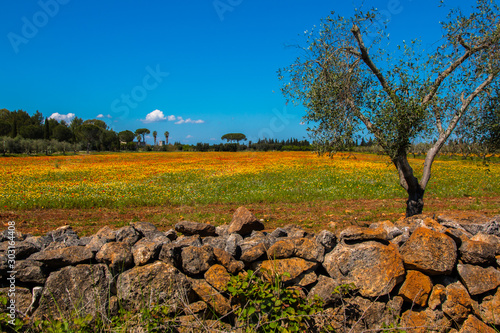Mediterranean landscape whit olive trees, red poppies, yellow daisies and stone walls in Salento, Italy