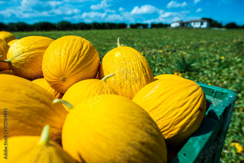 Canary melons in crate loaded on truck from the farm. photo