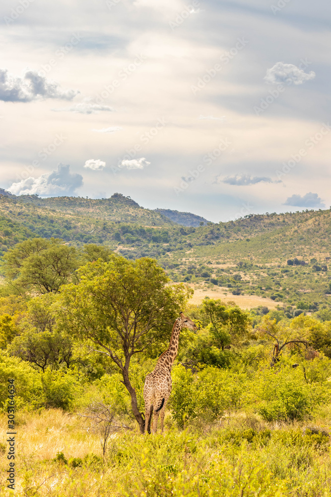 Fototapeta premium Nice scenery with a giraffe ( Giraffa Camelopardalis), Pilanesberg National Park, South Africa.
