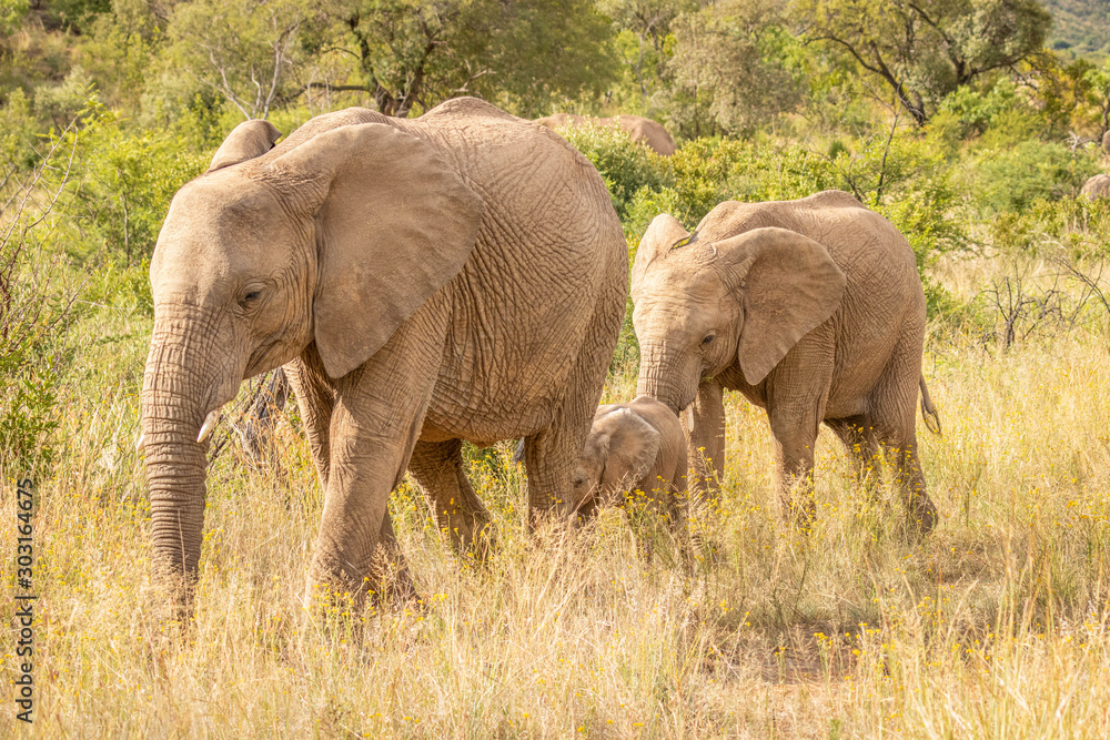 Elephant ( Loxodonta Africana) herd walking by, Pilanesberg National Park, South Africa.