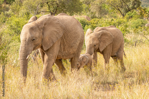 Elephant   Loxodonta Africana  herd walking by  Pilanesberg National Park  South Africa.