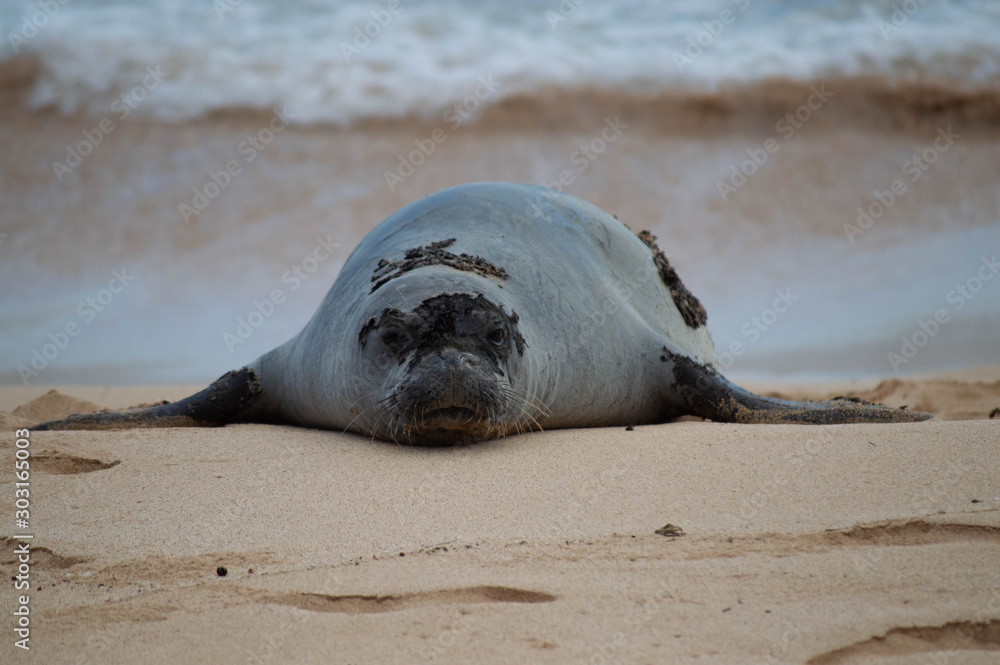 Fototapeta premium Monk seal on the beach kauai