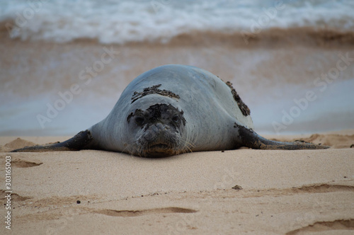 Monk seal on the beach kauai